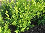 Buxus sempervirens gewone buxus