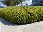 Ilex crenata Green Hedge - Buxus vervanger