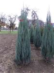 Juniperus scopulorum  'Blue Arrow'  - Jeneverbes