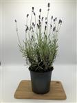 Lavendel (lavandula) ang. Hidcote C1.5