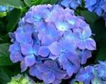 Hydrangea 'Early Blue' paars/blauwe bol