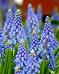 Blauwe druifjes