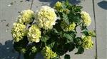 Hydrangea 'Snowball' Witte hortensia