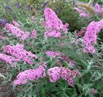 Buddleja dav. 'Ile de France' Roze Vlinderstruik