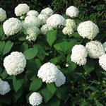 Hydrangea arbo. 'Strong Annabelle'