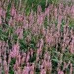 Persicaria amp. 'Rosea'