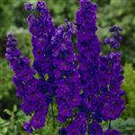 Delphinium (P) 'Black Knight'