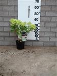 Hydrangea pan  'Little Lime' Mini Pluimhortensia