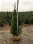 Thuja occ. 'Smaragd' compacte haagconifeer