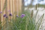 Verbena bonariensis 'Lollipop'  kleine variant