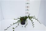 Cotoneaster dammeri (Dwergmispel)