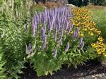 Agastache 'Black Adder' - Anijsnetel