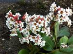 Bergenia 'Bressingham White' - Schoenlappersplant