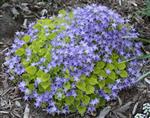 Campanula garganica