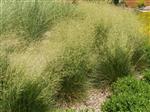 Deschampsia cesp. 'Schottland'