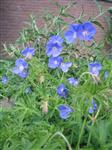 Geranium 'Brookside'