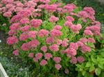 Sedum spectabile 'Brillant' - Vetkruid