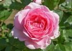 Rosa Ghitta Renaissance roze theeroos