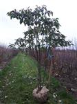 Cornus alternifoloia - meerstammig kornoelje