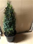 Buxus sempervirens piramide 40 cm.