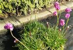 Armeria martima Splendens - Engels gras