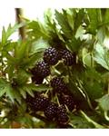 Rubus frut. 'Thornless Evergreen' | Doornloze braam