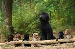 Labradoodle pups hypo alergeen