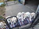 Super Mooie Golden Retriever Pups.