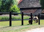 Doorsteek omheining Robuust | 2- liggers | Zwart geschilderd