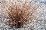 Carex buchananii 'Rode zegge'