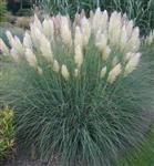 Cortaderia selloana 'Pumila' - Mini Pampasgras