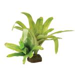 Smart Plant - Bromelia