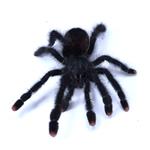 Avicularia metallica