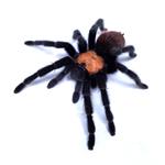 Brachypelma albiceps