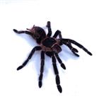 Brachypelma albopilosum