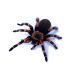 Brachypelma auratum