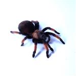 Brachypelma emilia