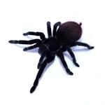 Brachypelma vagans