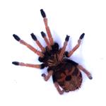 Chromatopelma cyaneopubescens