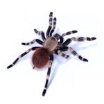 Nhandu chromatus