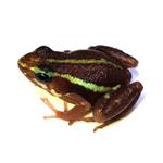 Epipedobates anthonyi/tricolor “Hobbyline”