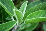 Aromatherapie gelpotten - Aromas Naturales verkrijgbaar in 13 geuren