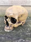 Decoratieve Schedel - Skull - Polystone