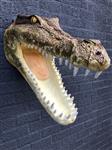 Levensechte krokodillen kop met open gesperde bek, heel mooi ontwerp!