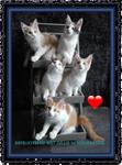 Maine coon kittens