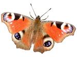 DIEREN STICKER WINKEL