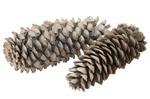 Reuze grote Denneappel Sugar pine cone large Frosted White +/-25cm. Per stuk Grote Denneappel