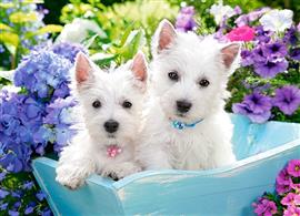 Westie Puppies Castorland B-222032