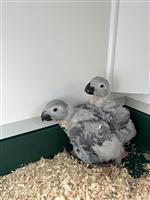 Baby Grijze roodstaart