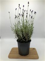 Lavendel (lavandula) ang. Hidcote C1.5